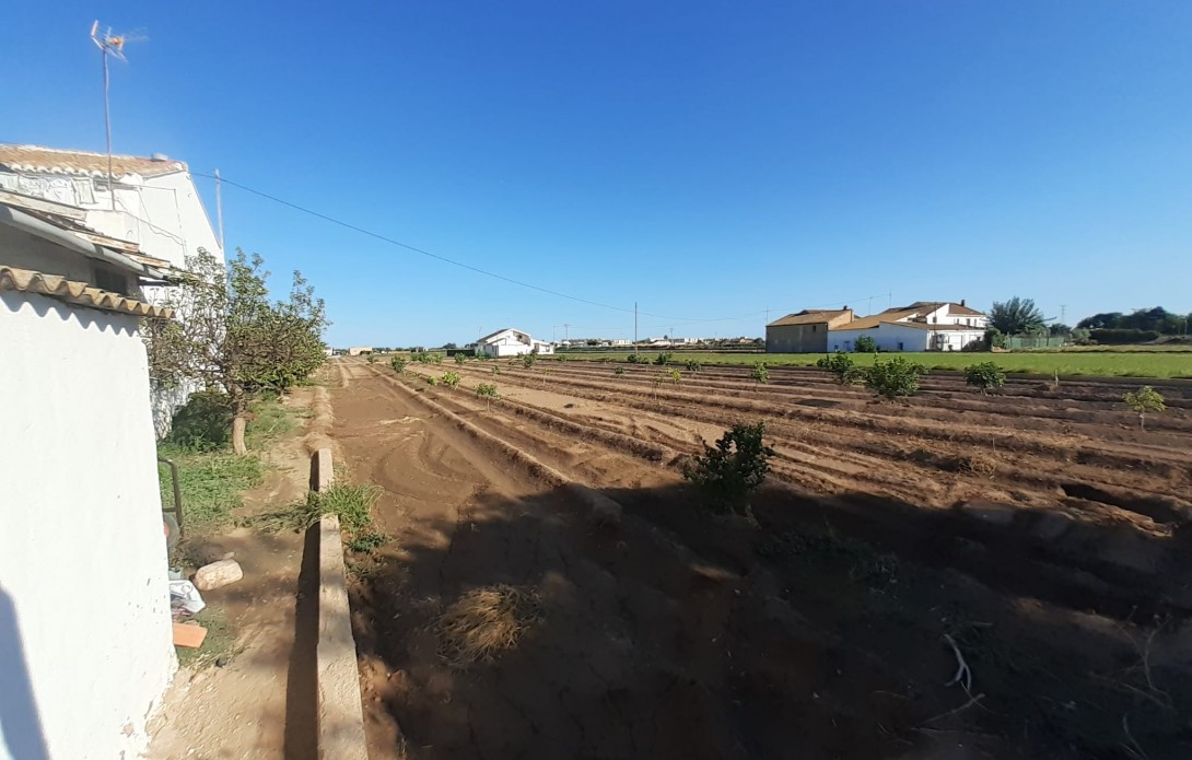 Huerta en Alboraya