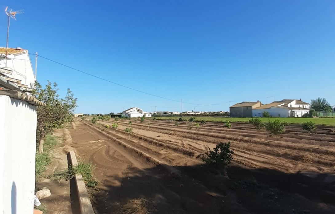 Huerta en Alboraya