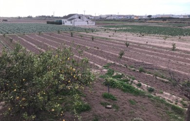 Huerta en Alboraya