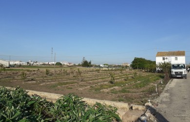 Huerta en Alboraya